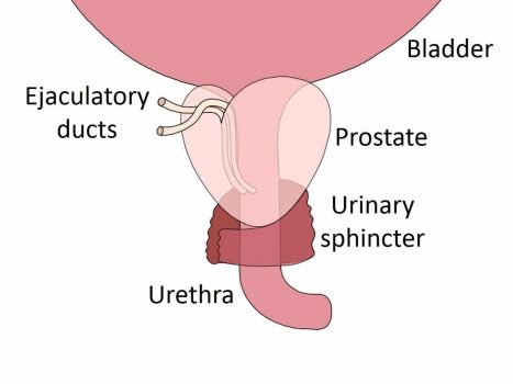 a sacrum ízületének gyulladása