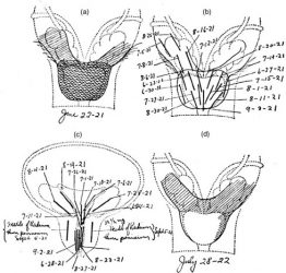 picture 44 picture 44